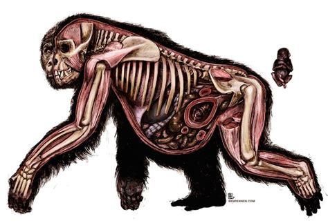 95 best images about GORILLA ANATOMY on Pinterest | Silverback gorilla, The skulls and Irving penn