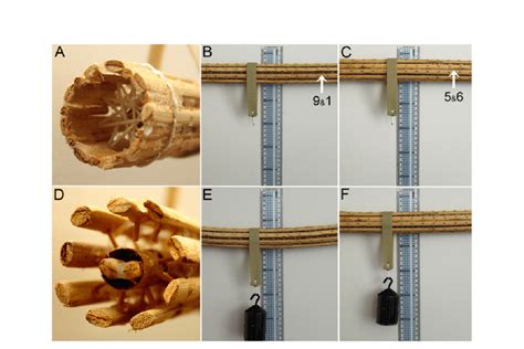 The effect of the axoneme structures on stiffness. A wooden model of a ...