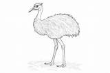 Emu Coloring Page For Adults Graphic By Forhadx5 · Creative Fabrica sketch template