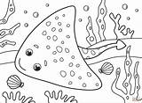 Stingray Coloring Pages Sketch Page sketch template