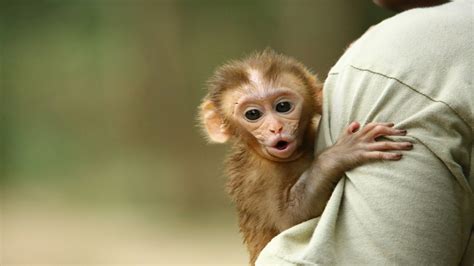 Monkey baby - www.lagoagrio.gob.ec