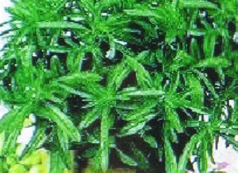 SAVORY HERB * 100 SEEDS * MEDICINAL * GOURMET* - Plants & Seedlings