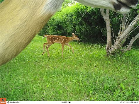 Wildlife Camera Photos – Life on 12 Acres