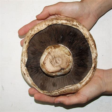 File:Giant mushroom underside.jpg - Wikipedia