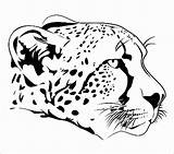 Cheetah Coloring Pages  ColoringBay sketch template