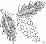 Pine Cone Coloring Page Free Printable  Home sketch template