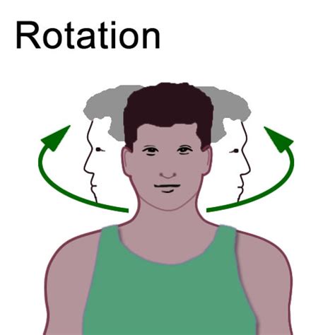 Circumduction Definition Anatomy - Anatomy Reading Source