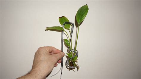 Random Bits: Aquarium plant holder of wire hanger