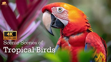 Scenic Scenes of Jungle With Tropical Birds 4K UHD - Nature Birds Sounds Relaxing - YouTube