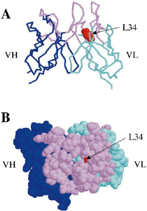 Location of Asn L34 in the crystal structure of antibody 1YEC. VH and ...