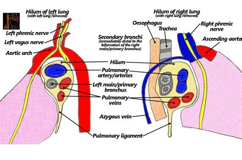 Αποτέλεσμα εικόνας για hilum of lung | Vagus nerve, Arteries, Lunges