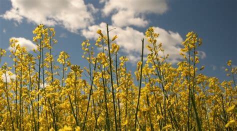 A Brief History Of The Canola Plant