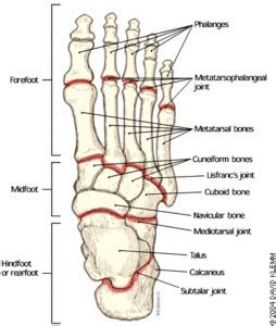 Ankle and foot structure