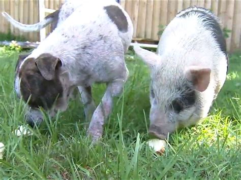 Pig and Dog Best Friends Found Wandering Around Florida Looking for Adventure