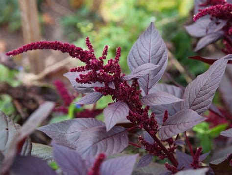 Amaranth Hopi Red Dye 15 Seeds Amaranthus Cruentus X | Etsy