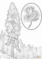 Ponderosa Pine coloring Page  Free Printable Coloring Pages sketch template