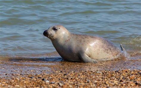 Seals evolved their swimming style in multiple ways, says expert