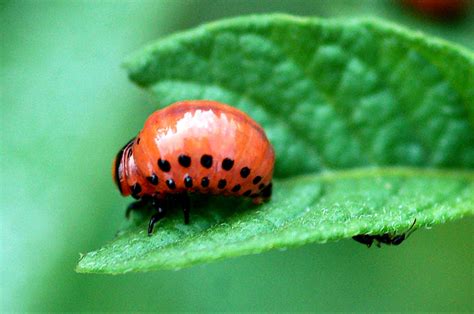 Flesh and Mud: a farmhand's journal: Season 2: Week 4: June 24, 2010: BeetleJuice and BeeStings