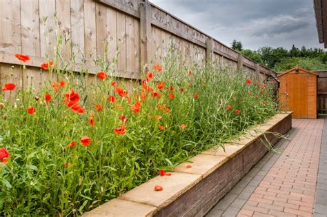 How to grow Poppies in your garden | Thompson & Morgan