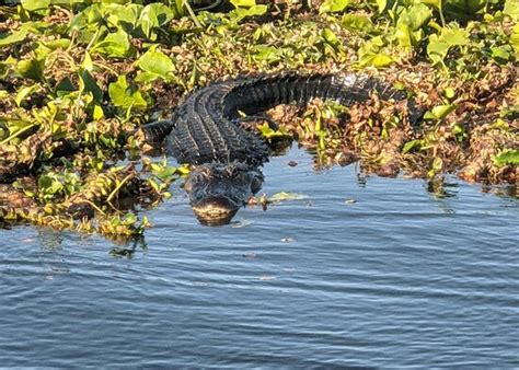 Kissimmee Swamp Tours (Kenansville) - All You Need to Know BEFORE You Go - Updated 2021 ...