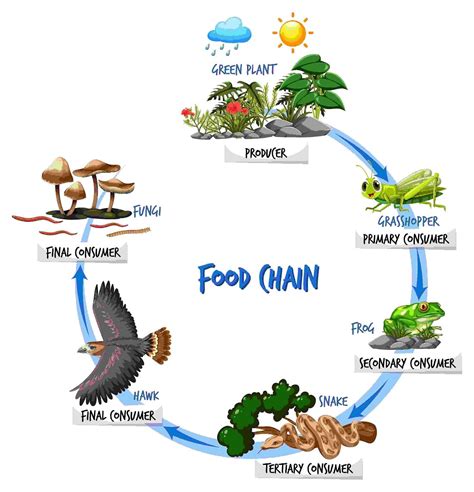 Food Chain And Food Web Activity