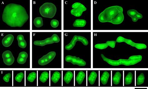 Figure 4 from Morphology, structure and gelatinization properties of heterogeneous starch ...