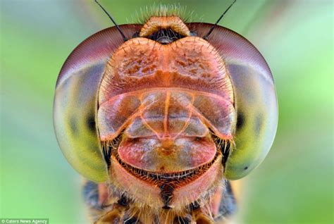 Does my bug look big in this? Incredible super close-up pictures of ...