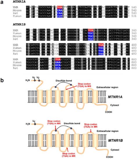 Figure 1 from Convergent and divergent adaptations of subterranean rodents Genome wide studies ...