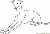 Whippet Coloring Page Pages sketch template