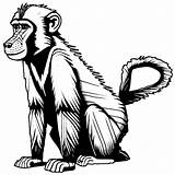 Baboon Coloring Page · Creative Fabrica sketch template