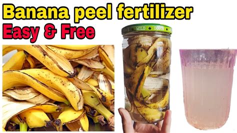 How to make banana peel fertilizer at home | quick,easy & free Banana peel fertilizer for any ...