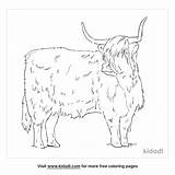 Free Highland Cattle Coloring Page  Printables Kidadl sketch template