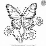 Butterfly On A Forget Me Not Coloring Pages sketch template