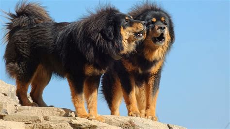 Tibetan mastiff, Binatang, Anjing