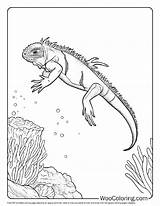 100  Iguana coloring Pages Free PDF To Print Woo Coloring sketch template