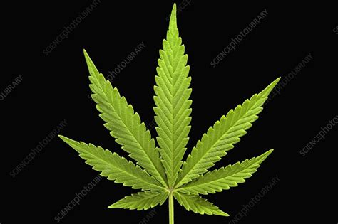 Cannabis sativa leaf - Stock Image - C019/5311 - Science Photo Library