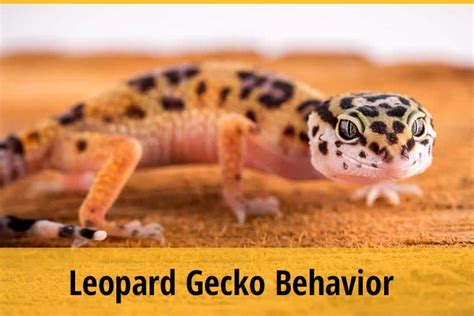 Things To Know About Leopard Gecko Behavior | ZooAwesome