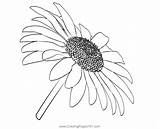 Daisy Flower Coloring Page For Kids  Free Daisies Printable sketch template