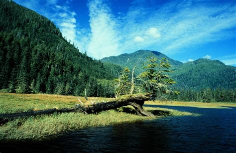 The boreal forest : our climate shield - Greenpeace Canada