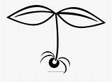 Sprout Coloring Page  Free Transparent Clipart ClipartKey sketch template