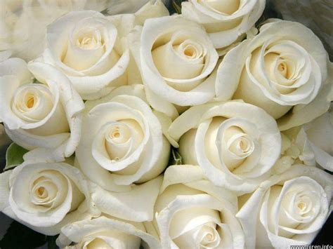 White Rose Wallpapers - Wallpaper Cave