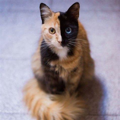 Gorgeous two faced odd eyed cat : r/cats