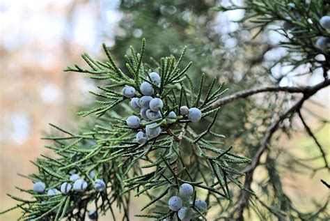 Pine Tree Berries Photograph by SC Pierce - Fine Art America