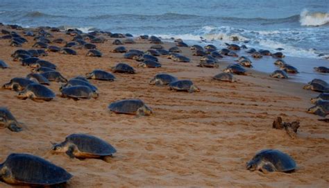 Activists Clear Gahirmatha Beach For Olive Ridley Nesting In Odisha's Kendrapada - odishabytes