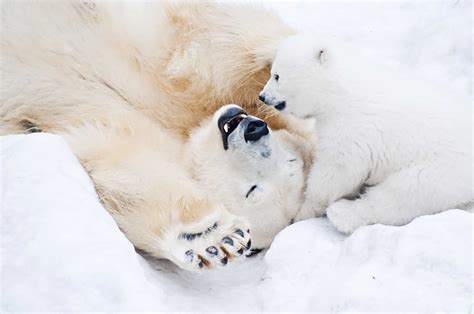 Polar Bear Den Clipart