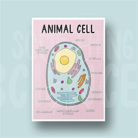 Animal Cell Diagram Poster A4 Labelled Cell Biology - Etsy in 2023 ...