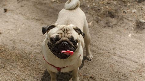 What To Do When Your Pug Can't Breathe? What You Should Know