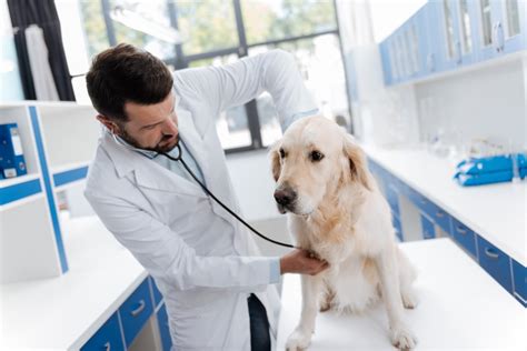 Autoimmune Disease in Dogs: Causes, Symptoms, And Treatmet Options