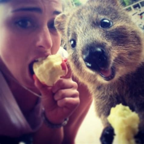 The 'Quokka Selfie'-Just Look At That Grin | Travels And Living