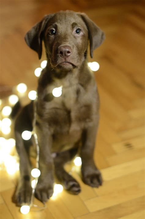 Free Images : puppy, animal, cute, pet, christmas, lights, fun, happy ...